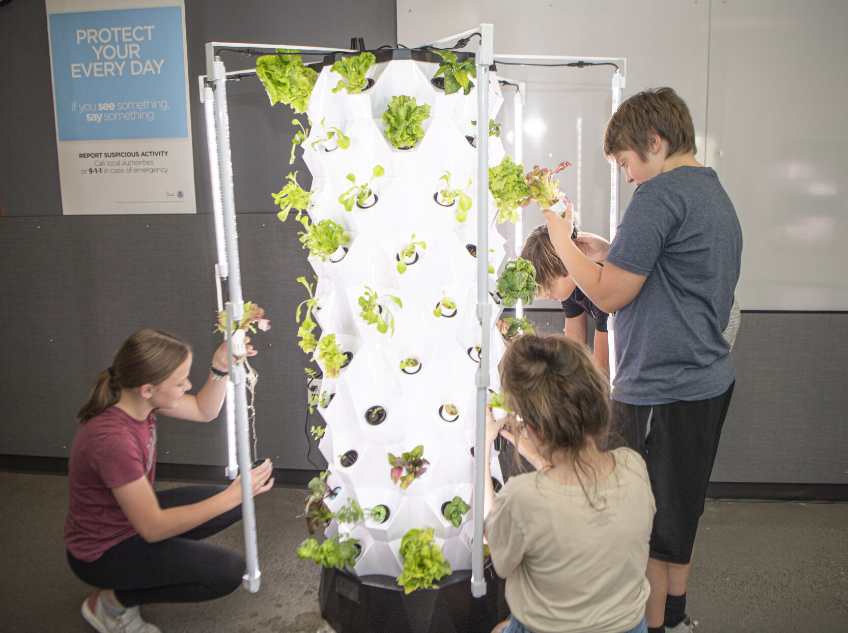 Students grow root vegetables using hydroponics at Ben Steele Middle School